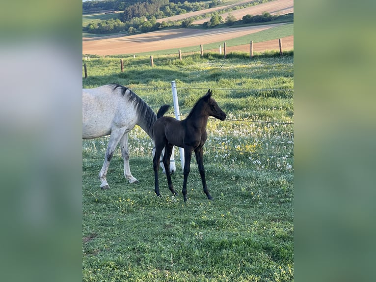 Egyptische Arabier Hengst 1 Jaar 155 cm Zwartschimmel in Asperhofen