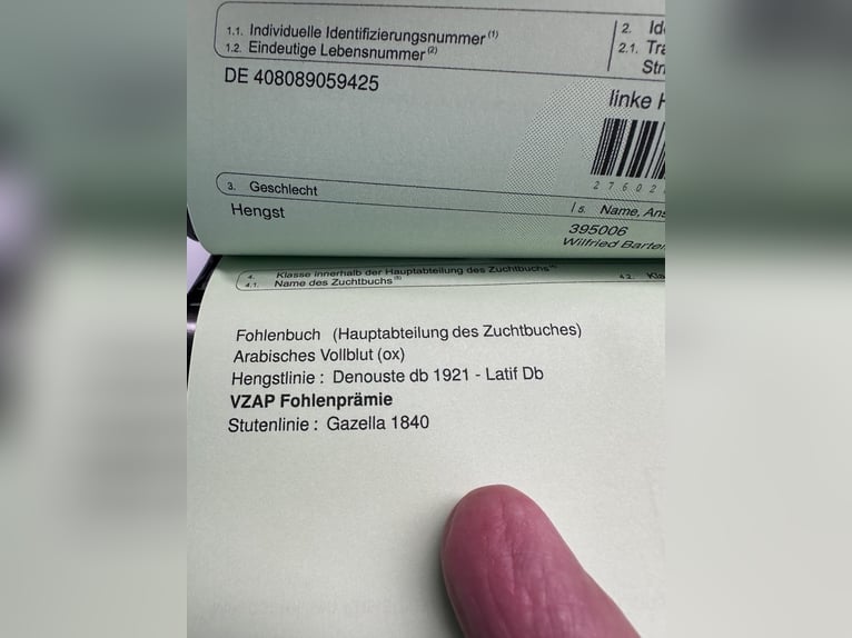 Egyptische Arabier Hengst 1 Jaar Bruin in Bienenbüttel