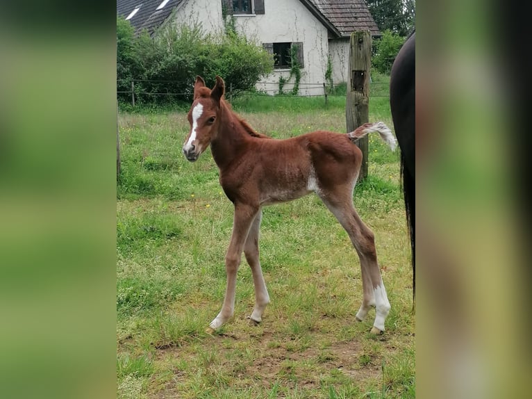 Egyptische Arabier Hengst 1 Jaar Roodvos in Bagnot