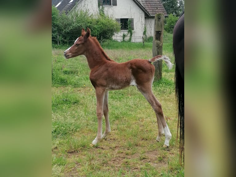 Egyptische Arabier Hengst 1 Jaar Roodvos in Bagnot