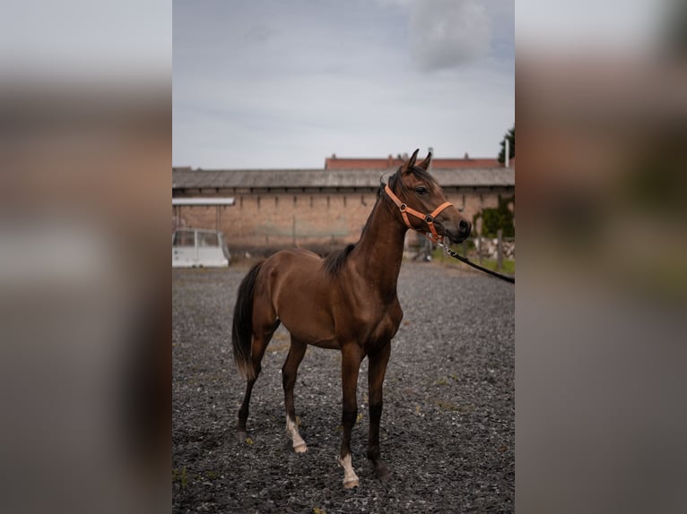 Egyptische Arabier Hengst 1 Jaar Vos in Ludwigsfelde OT Wietstock