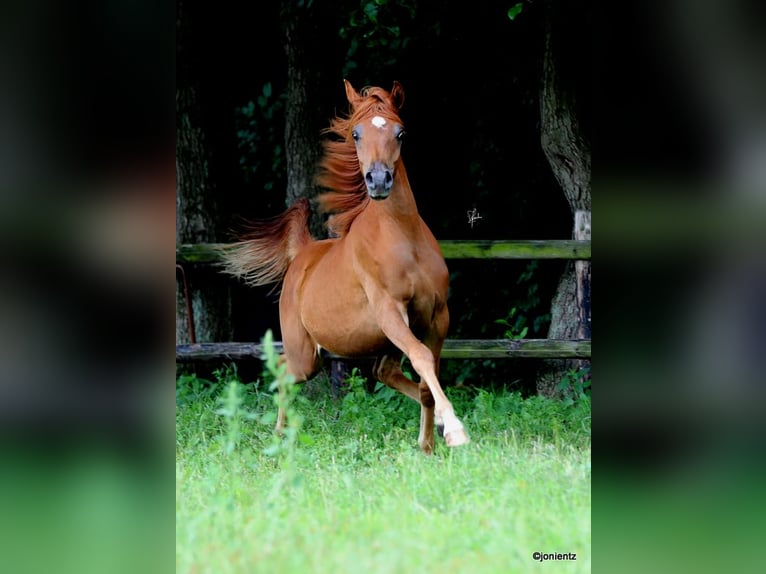 Egyptische Arabier Hengst 2 Jaar 145 cm Vos in Klein Offenseth-Sparrieshoop