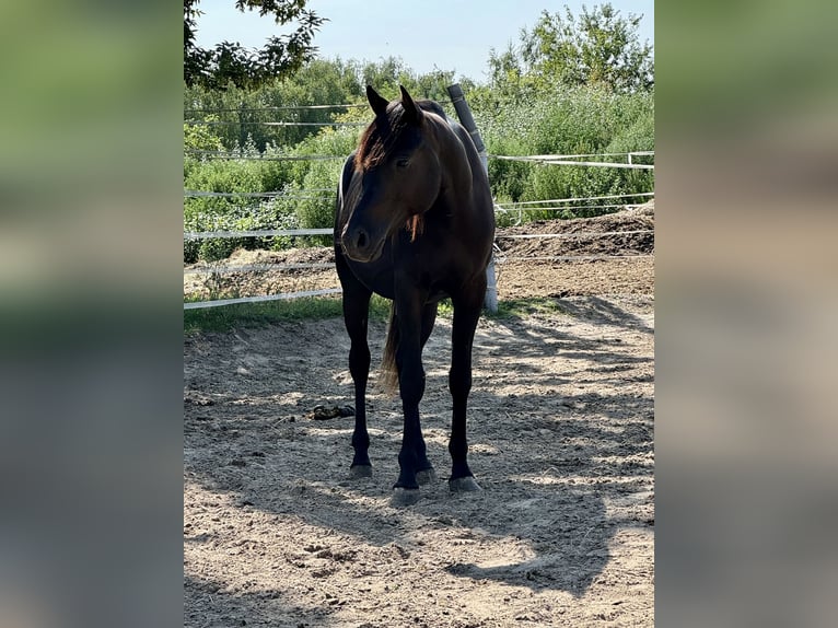 Egyptische Arabier Mix Hengst 2 Jaar 148 cm Donkerbruin in Dallgow-Döberitz