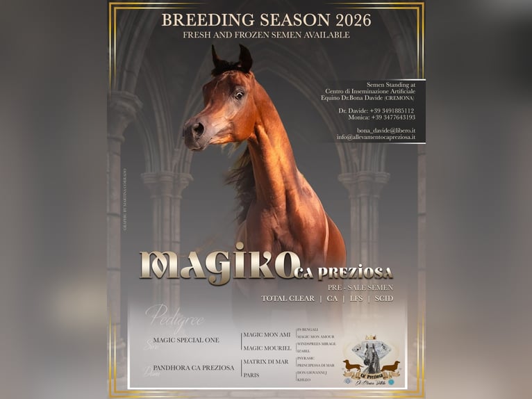 Egyptische Arabier Hengst 3 Jaar 153 cm Bruin in Bergamo