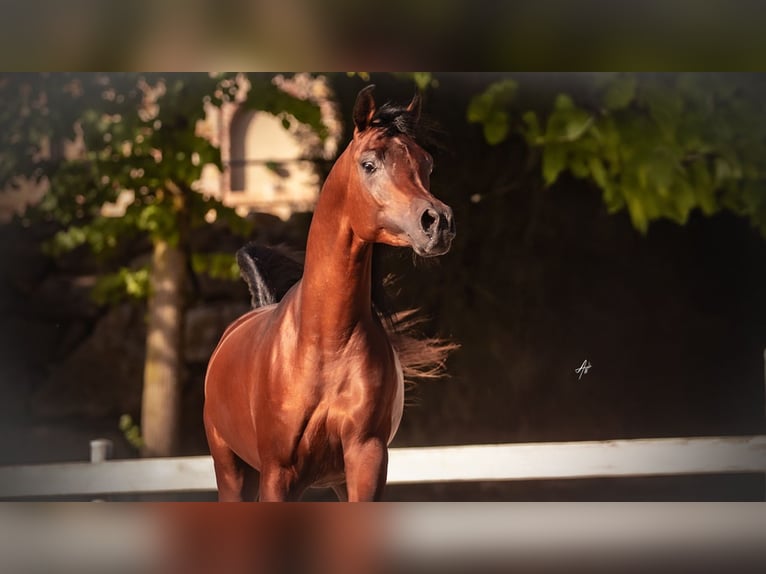 Egyptische Arabier Hengst 3 Jaar 153 cm Bruin in Bergamo