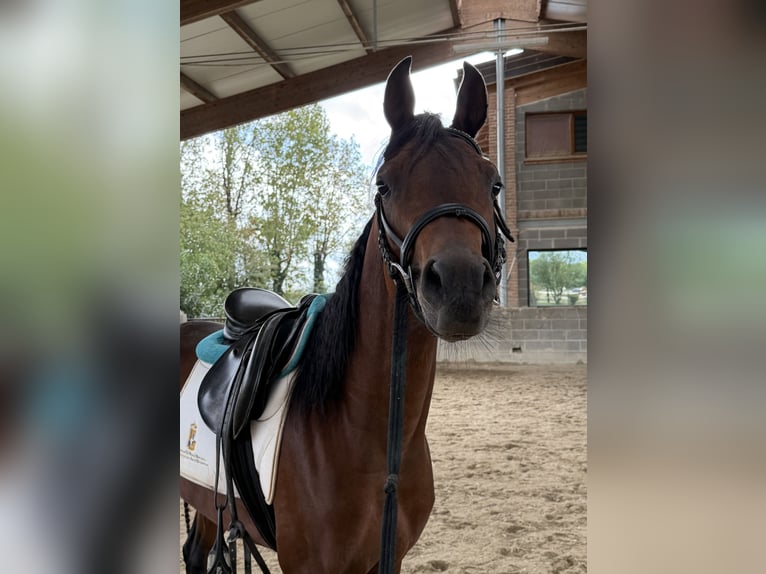 Egyptische Arabier Hengst 3 Jaar 154 cm Roodbruin in Bergamo
