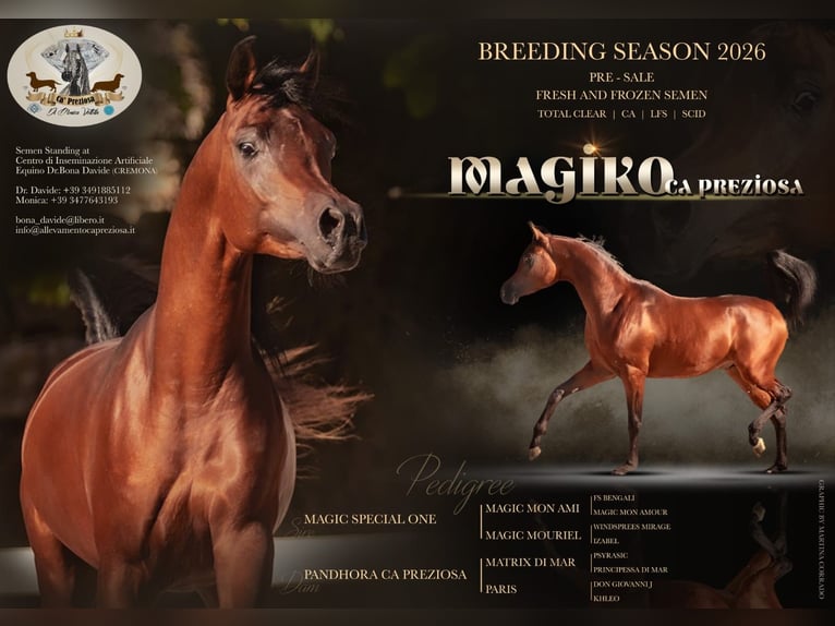 Egyptische Arabier Hengst 3 Jaar 154 cm Roodbruin in Bergamo