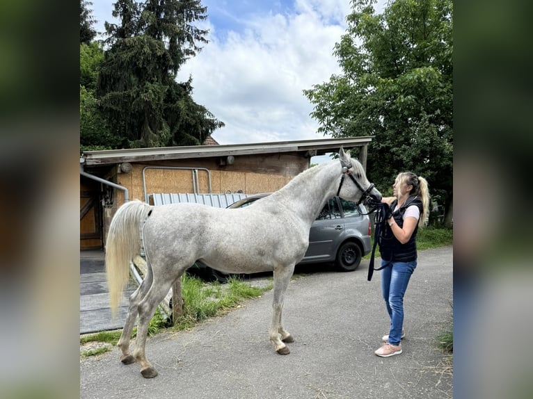 Egyptische Arabier Hengst 4 Jaar 155 cm Appelschimmel in Zofingen