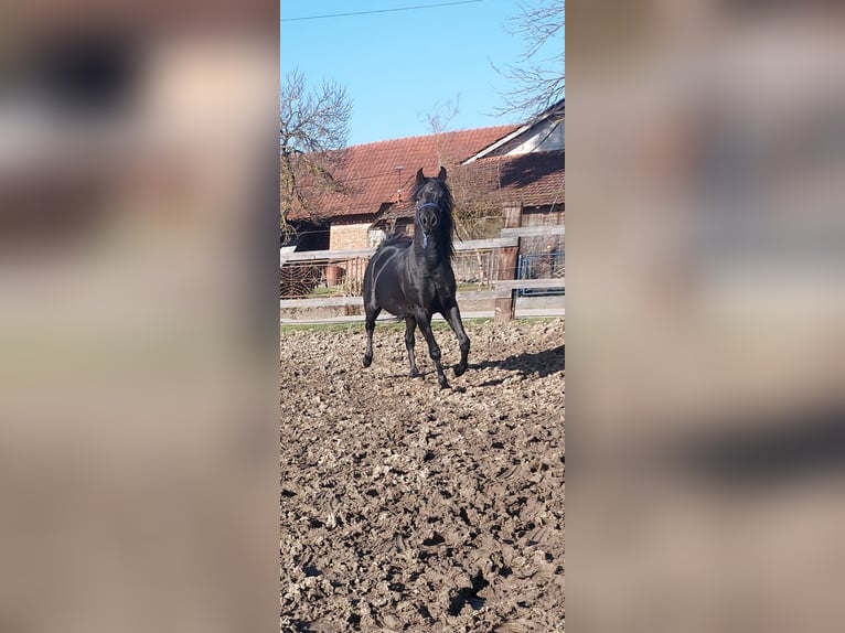 Egyptische Arabier Hengst 5 Jaar 158 cm Zwart in Zagreb