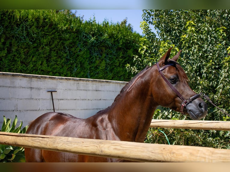 Egyptische Arabier Hengst 6 Jaar 151 cm Vos in Sevilla