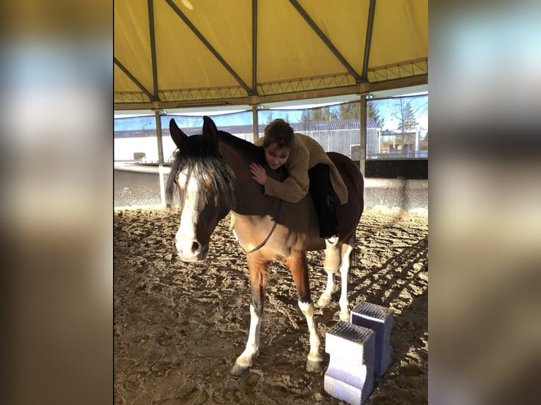Egyptische Arabier Hengst 8 Jaar 148 cm Bruin in La Croix-de-Rozon