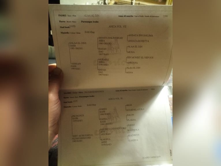 Egyptische Arabier Hengst Donkerbruin in Golferenzo