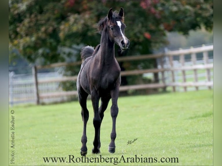 Egyptische Arabier Hengst Veulen (04/2025) 154 cm Zwart in Monheim