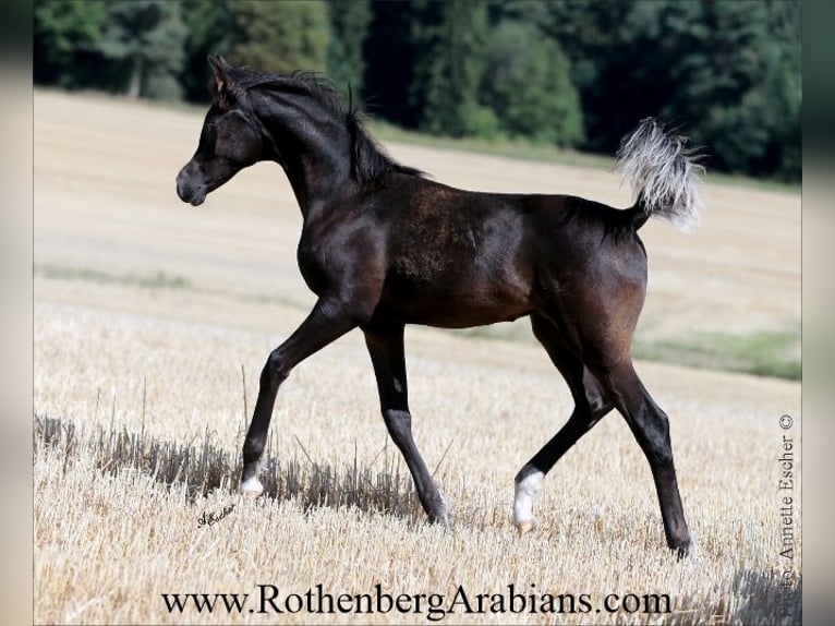Egyptische Arabier Hengst Veulen (01/2026) 155 cm Zwart in Monheim
