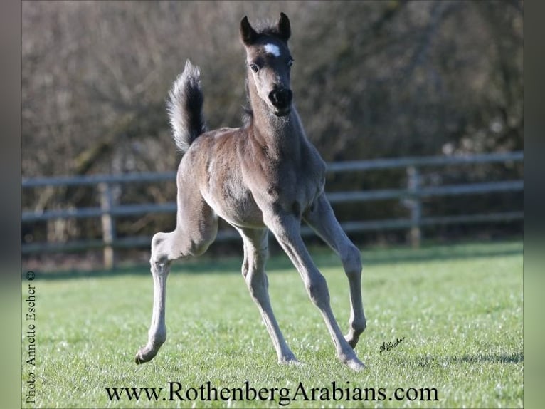 Egyptische Arabier Hengst Veulen (02/2026) 155 cm Zwart in Monheim