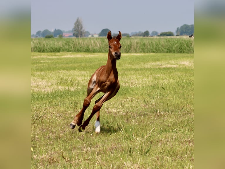 Egyptische Arabier Hengst veulen (05/2024) 156 cm Bruin in Wangerland