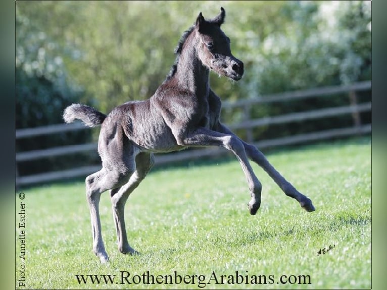 Egyptische Arabier Hengst veulen (04/2024) 156 cm Zwart in Monheim