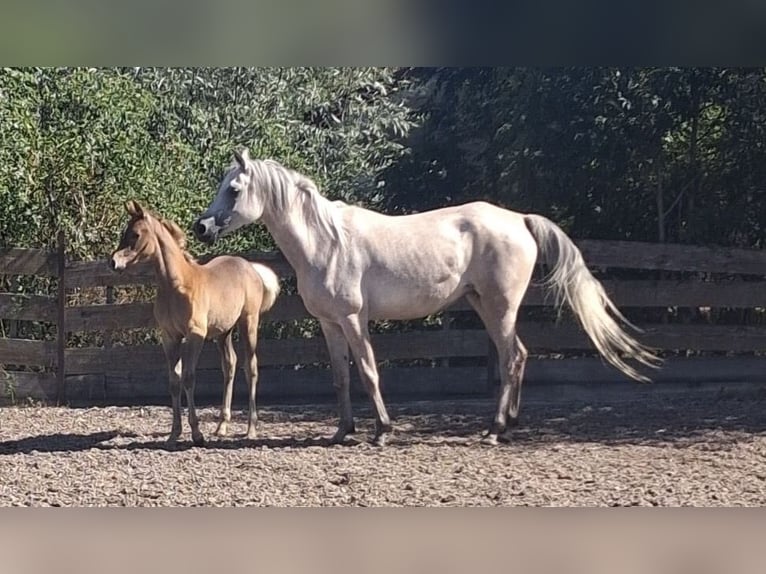 Egyptische Arabier Hengst Veulen (05/2026) Schimmel in Vreden