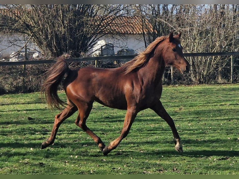 Egyptische Arabier Hengst Vos in Boutersem