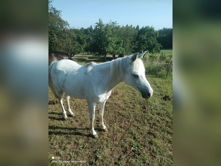 Egyptische Arabier Merrie 10 Jaar 150 cm Schimmel in Eppingen