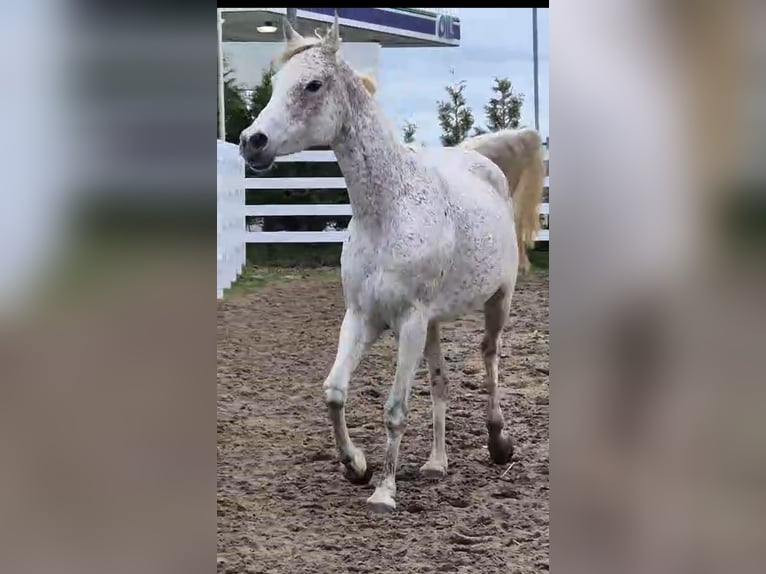 Egyptische Arabier Merrie 10 Jaar 154 cm Schimmel in Witzwort