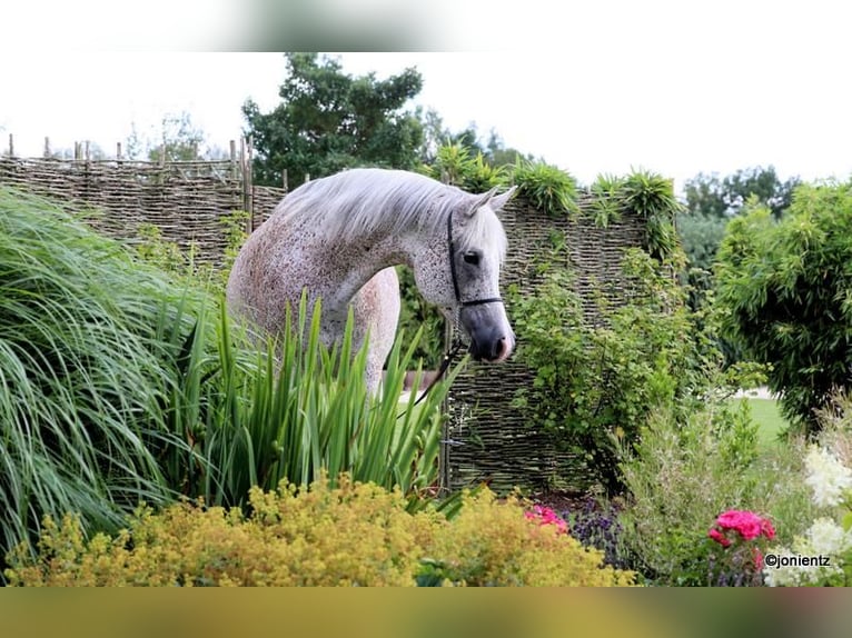 Egyptische Arabier Merrie 13 Jaar 157 cm Vliegenschimmel in Freudenberg