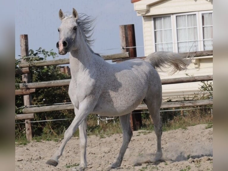 Egyptische Arabier Merrie 14 Jaar 151 cm Vliegenschimmel in WittingenWittingen