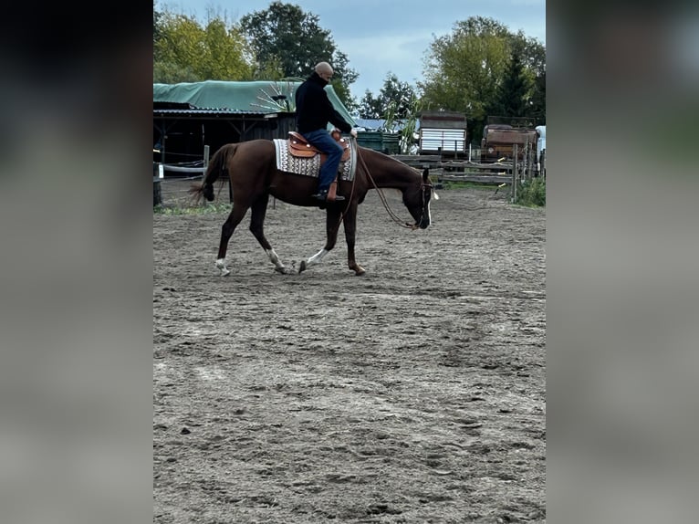 Egyptische Arabier Merrie 14 Jaar 158 cm Donkere-vos in Falkensee