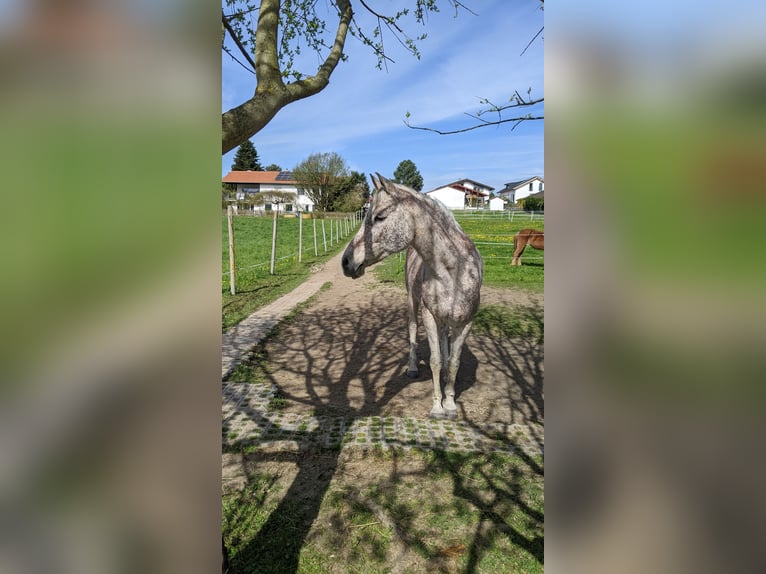 Egyptische Arabier Merrie 16 Jaar 152 cm Vliegenschimmel in Rosenheim