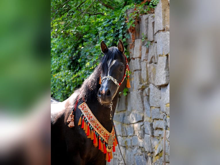 Egyptische Arabier Merrie 1 Jaar 154 cm Zwart in Röhrnbach