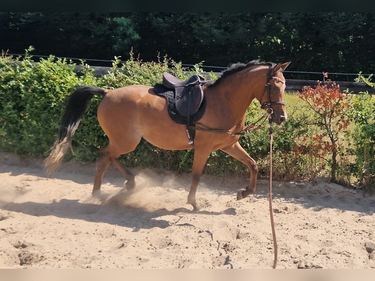 Egyptische Arabier Merrie 3 Jaar 154 cm Bruin in Boutersem