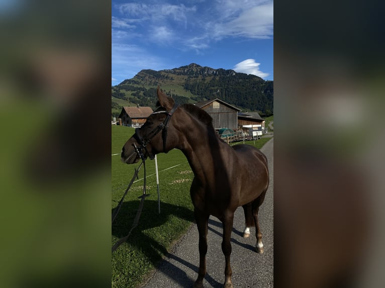 Egyptische Arabier Mix Merrie 4 Jaar 148 cm Donkere-vos in Appenzell