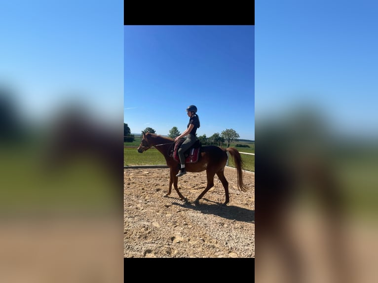 Egyptische Arabier Merrie 4 Jaar 150 cm Vos in Kist
