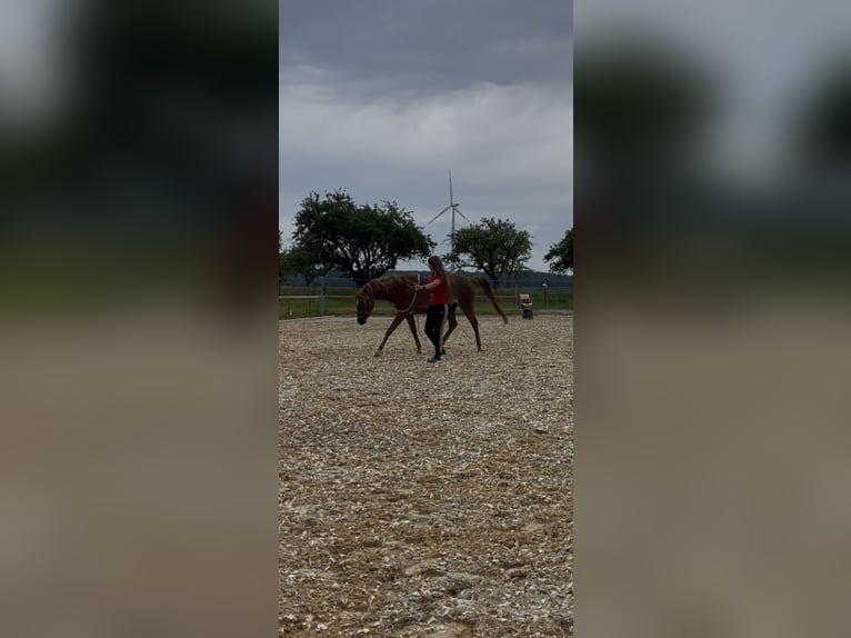 Egyptische Arabier Merrie 4 Jaar 150 cm Vos in Kist