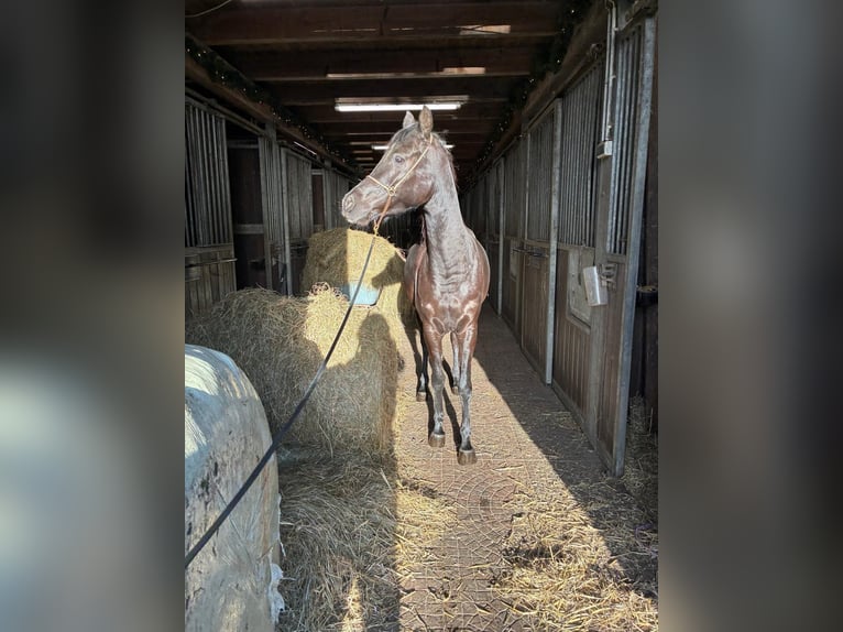 Egyptische Arabier Merrie 4 Jaar 150 cm Zwart in Witzwort