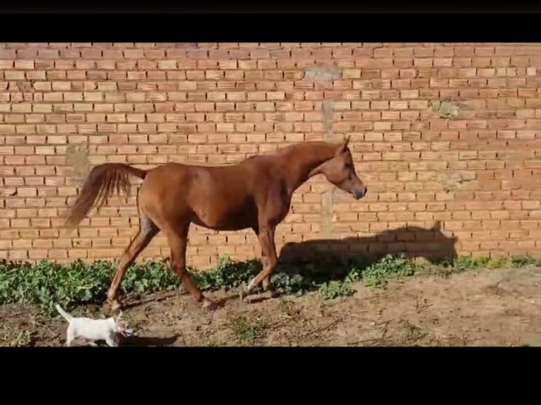 Egyptische Arabier Merrie 4 Jaar 160 cm Vos in Bollullos Par Del Condado