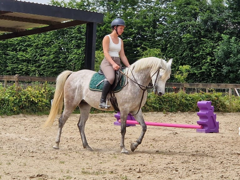 Egyptische Arabier Merrie 5 Jaar 147 cm Vliegenschimmel in Boutersem