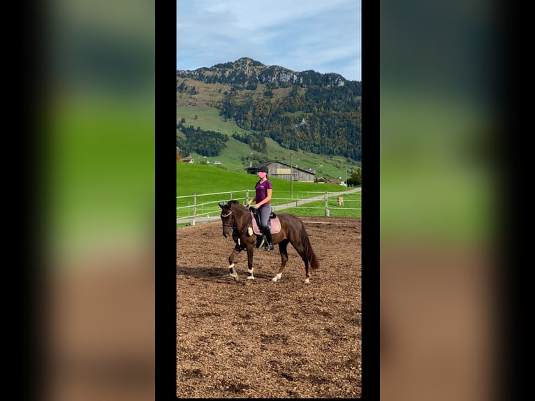 Egyptische Arabier Mix Merrie 5 Jaar 150 cm Donkere-vos in Appenzell