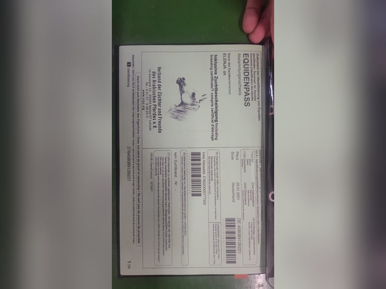 Egyptische Arabier Merrie 5 Jaar 157 cm Bruin in Geestland