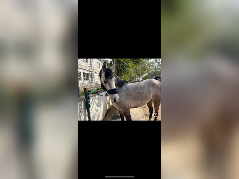 Egyptische Arabier Merrie 5 Jaar Schimmel in Valencia