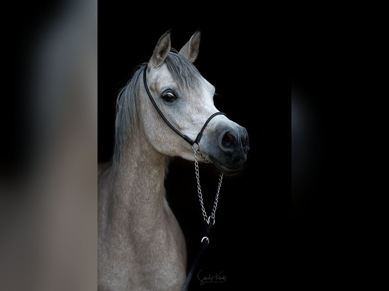 Egyptische Arabier Merrie 6 Jaar 152 cm Schimmel in Blankenhain