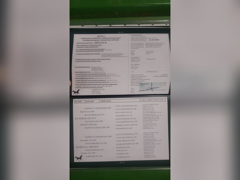 Egyptische Arabier Merrie 6 Jaar 152 cm Schimmel in Geestland