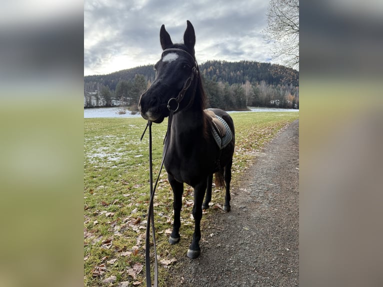 Egyptische Arabier Merrie 9 Jaar 150 cm  in Innsbruck