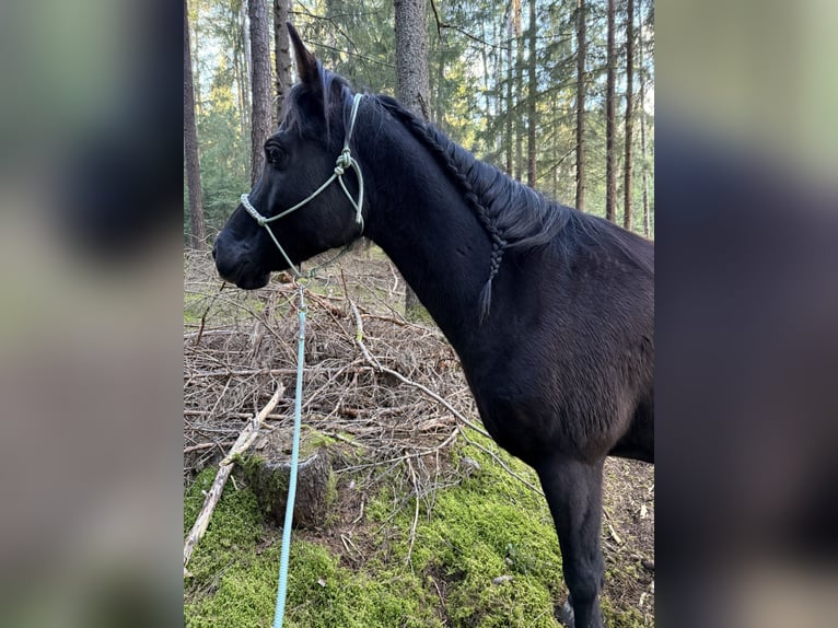 Egyptische Arabier Merrie 9 Jaar 150 cm  in Innsbruck