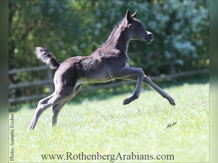 Egyptische Arabier Merrie Veulen (04/2026) 155 cm Zwart in Monheim