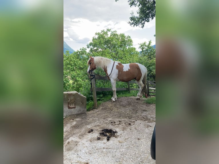 Egyptische Arabier Mix Ruin 11 Jaar 140 cm Gevlekt-paard in Treffen