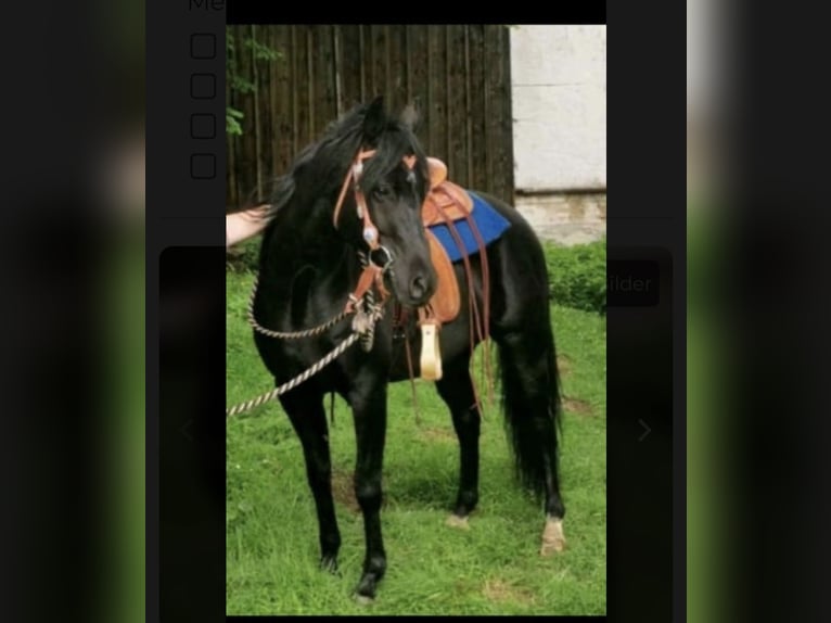 Egyptische Arabier Ruin 12 Jaar 146 cm Zwart in Reutlingen