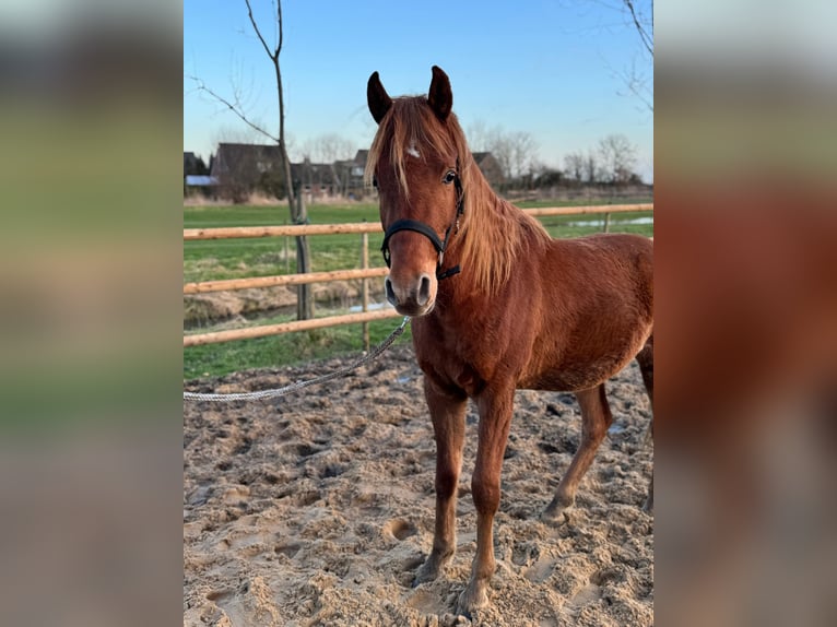 Egyptische Arabier Ruin 2 Jaar 152 cm Donkere-vos in Engelschoff