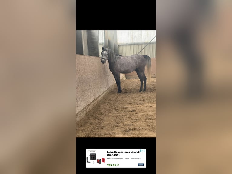 Egyptische Arabier Ruin 4 Jaar 158 cm Schimmel in Gladenbach