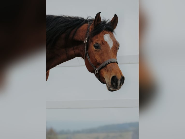 Egyptische Arabier Ruin 6 Jaar 153 cm Bruin in Ulrichstein